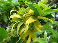 Ylang Ylang